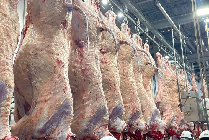 Carne Angus Realiza Primeiro Abate na Bahia e Expande Presença em Todo o Brasil