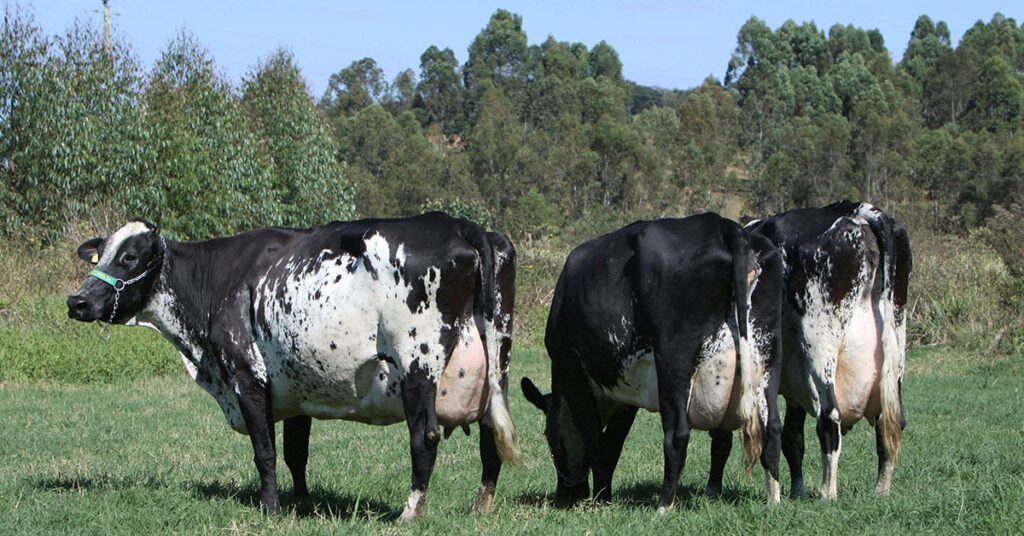 Cooperativas Paraguaias Apostam em Genética Girolando para Aumentar Produção de Leite