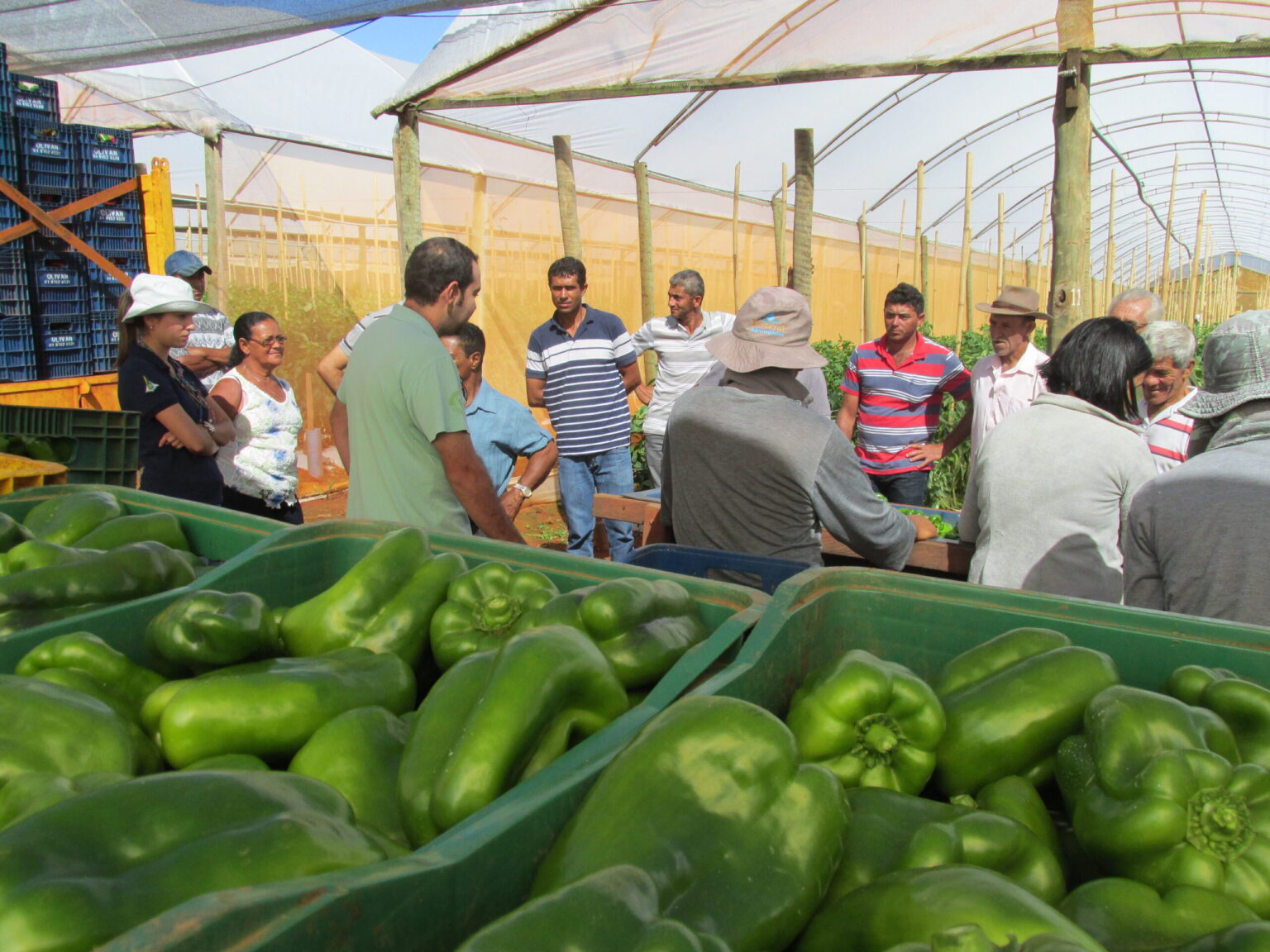 Curso Gratuito de Gestão no Agronegócio da Emater-DF: Inscrições Abertas!