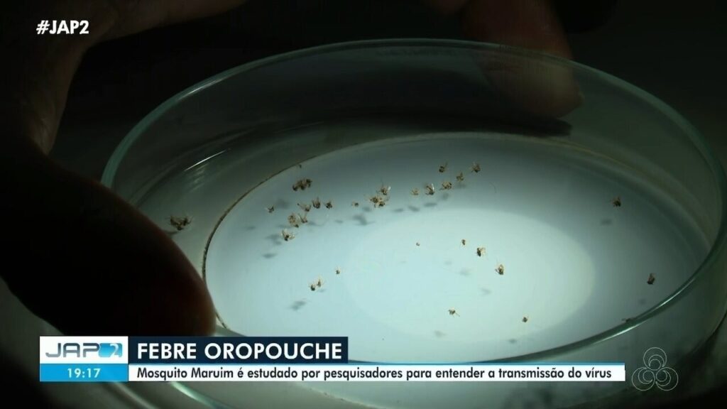 Estudo da Unifap Avalia Aumento da Febre Oropouche na Amazônia Estudo da Unifap Avalia Aumento da Febre Oropouche na Amazônia