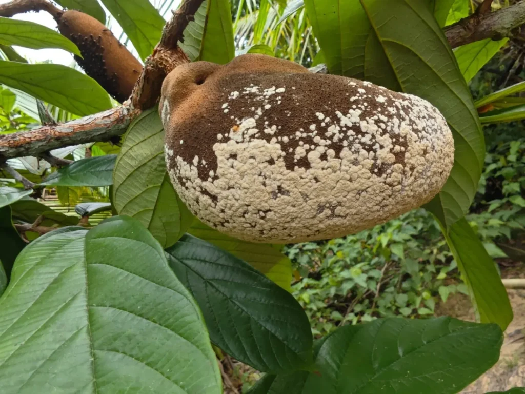 Força-tarefa do Acre Combate Pragas do Cacau e Cupuaçu para Proteger o Agronegócio
