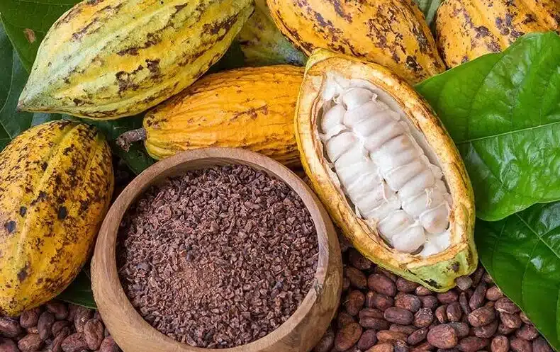 Ifes Realiza 1º Encontro de Cacauicultura em Março – Fortalecendo a Produção Regional Ifes Realiza 1º Encontro de Cacauicultura em Março - Fortalecendo a Produção Regional