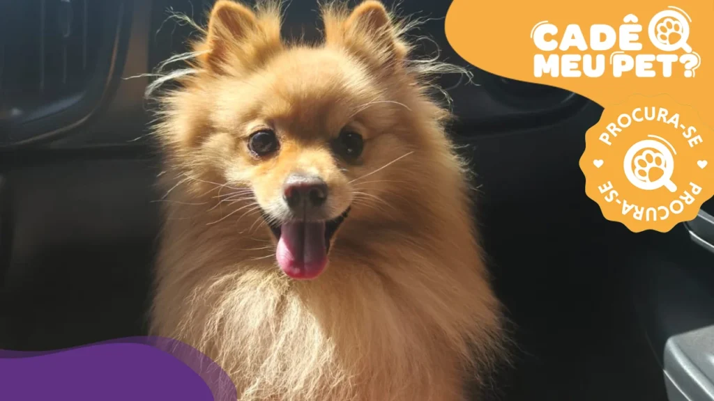 Luck, o Lulu da Pomerânia, Desaparece na Serra; Cão Está Microchipado Luck, o Lulu da Pomerânia, Desaparece na Serra; Cão Está Microchipado