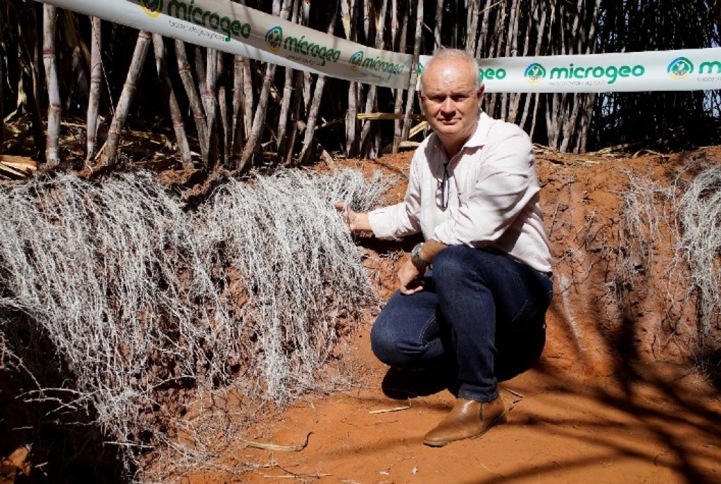 Manejo Microbiológico de Solo: Como Aumentar a Produtividade da Cana-de-Açúcar Atingindo 160 t/ha