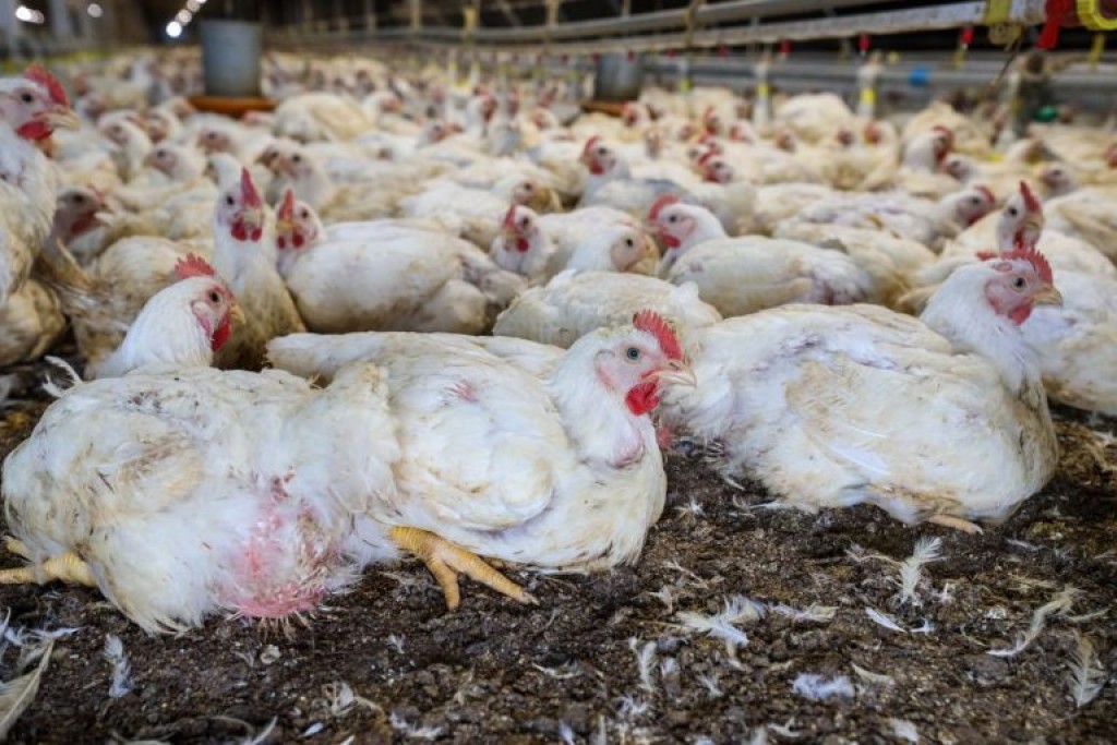 Novo Fundo de R$ 83,5 Milhões Fortalece a Sanidade Agropecuária no Brasil