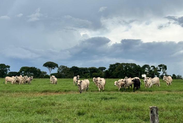 Pasto é Lucro: Estratégia de Manejo Promete a Arroba Mais Barata de 2026