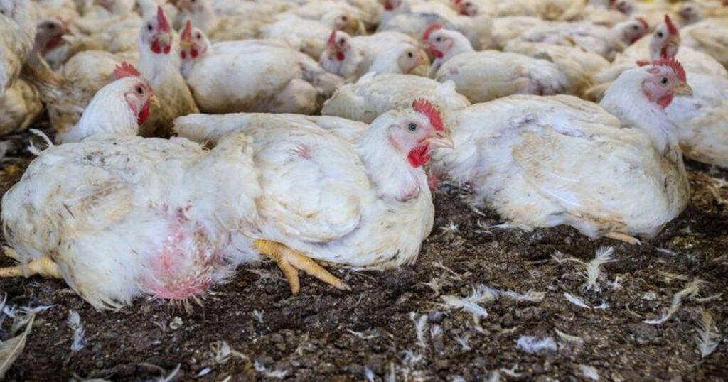 R$ 83,5 Milhões para Fortalecimento da Sanidade Agropecuária no Brasil