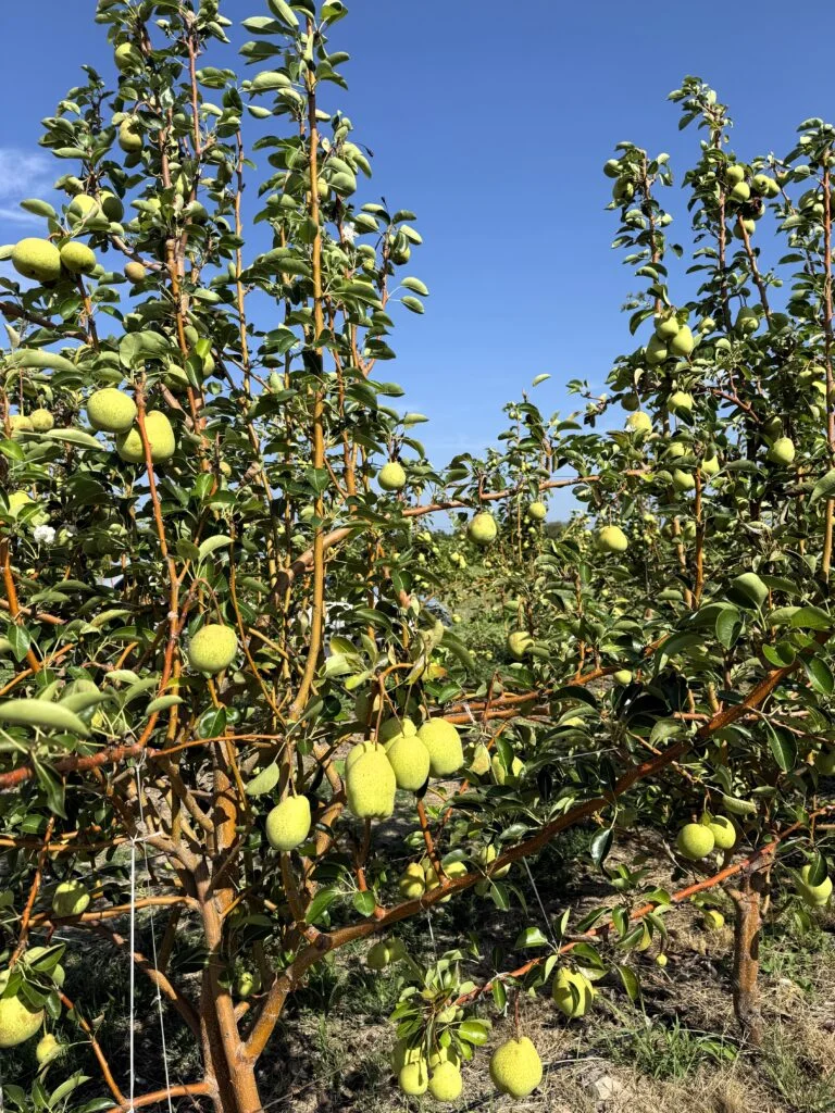 Semiárido Nordestino Inova na Produção de Pera com Tecnologia de Dupla Safra