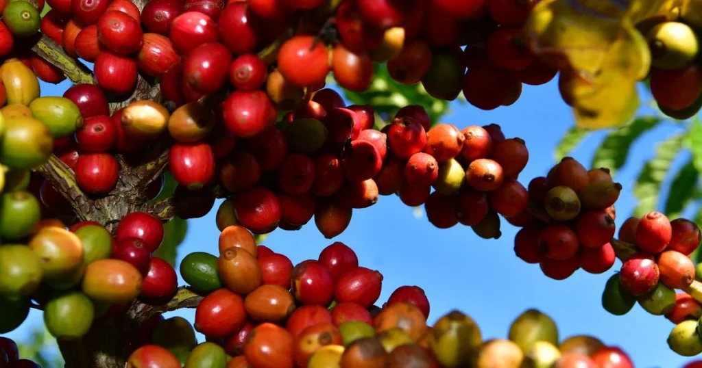 StoneX Expande Atuação no Café Conilon do Espírito Santo em 2024 StoneX Expande Atuação no Café Conilon do Espírito Santo em 2024