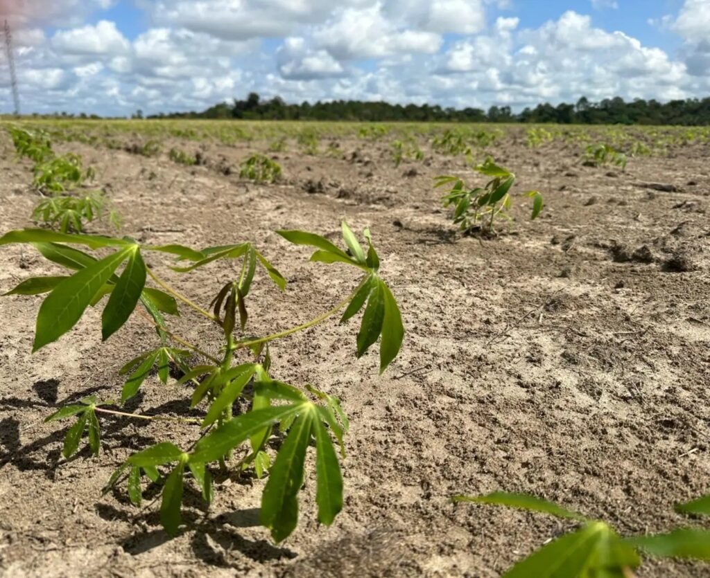 Amapá Recebe R$ 26 Milhões para Combater Praga da Mandioca e Garantir Segurança Alimentar
