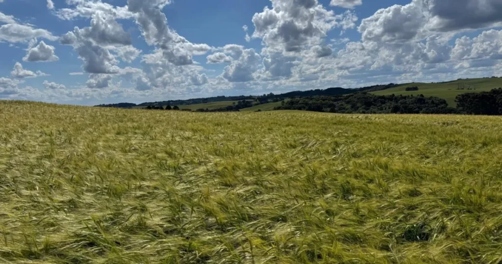 Ambev Lança Nova Política para Incentivar Produção de Cevada no Sul do Brasil