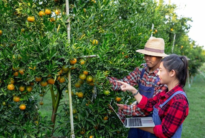 Atendimento Técnico Regional: A Chave para Eficiência e Rentabilidade nas Lavouras