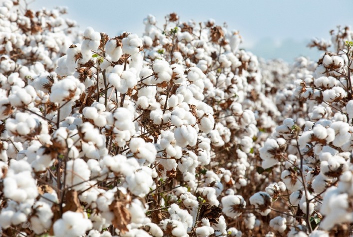 BASF Inova com Soluções para Soja, Milho e Algodão no Show Safra 2026