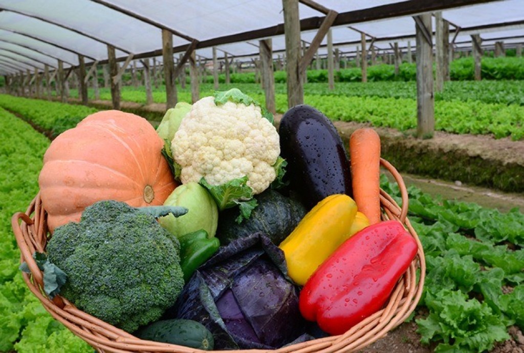 Congresso Técnico-Científico de Agricultura Orgânica: Avanços e Inovações em Debate