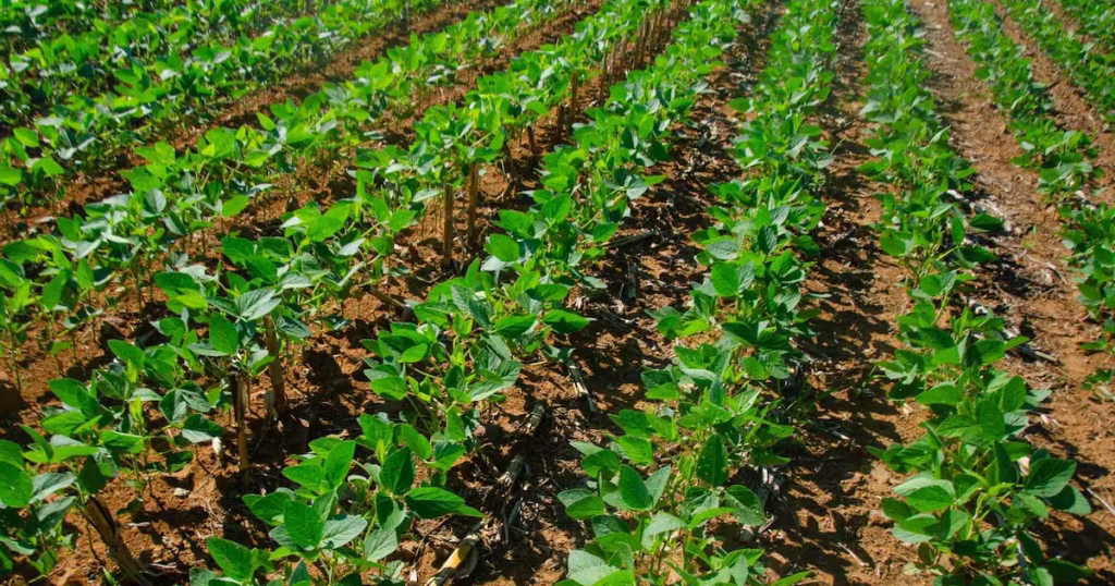 Dependência de Fertilizantes Importados Ameaça o Agronegócio Brasileiro
