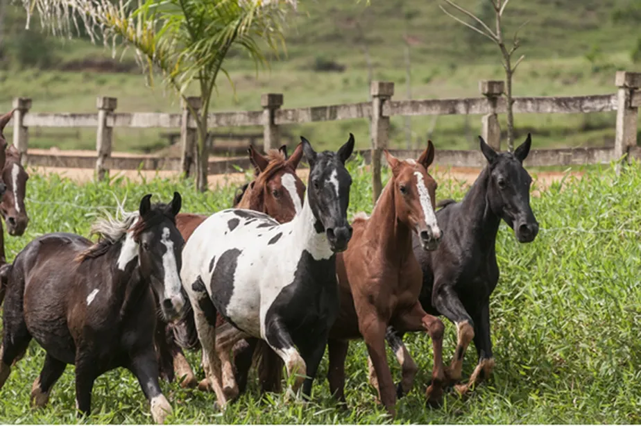 EXPOGUAPE 2026: Um Evento que Promete Movimentar R$ 10 Milhões e Impulsionar o Agronegócio em Maranguape EXPOGUAPE 2026: Um Evento que Promete Movimentar R$ 10 Milhões e Impulsionar o Agronegócio em Marang