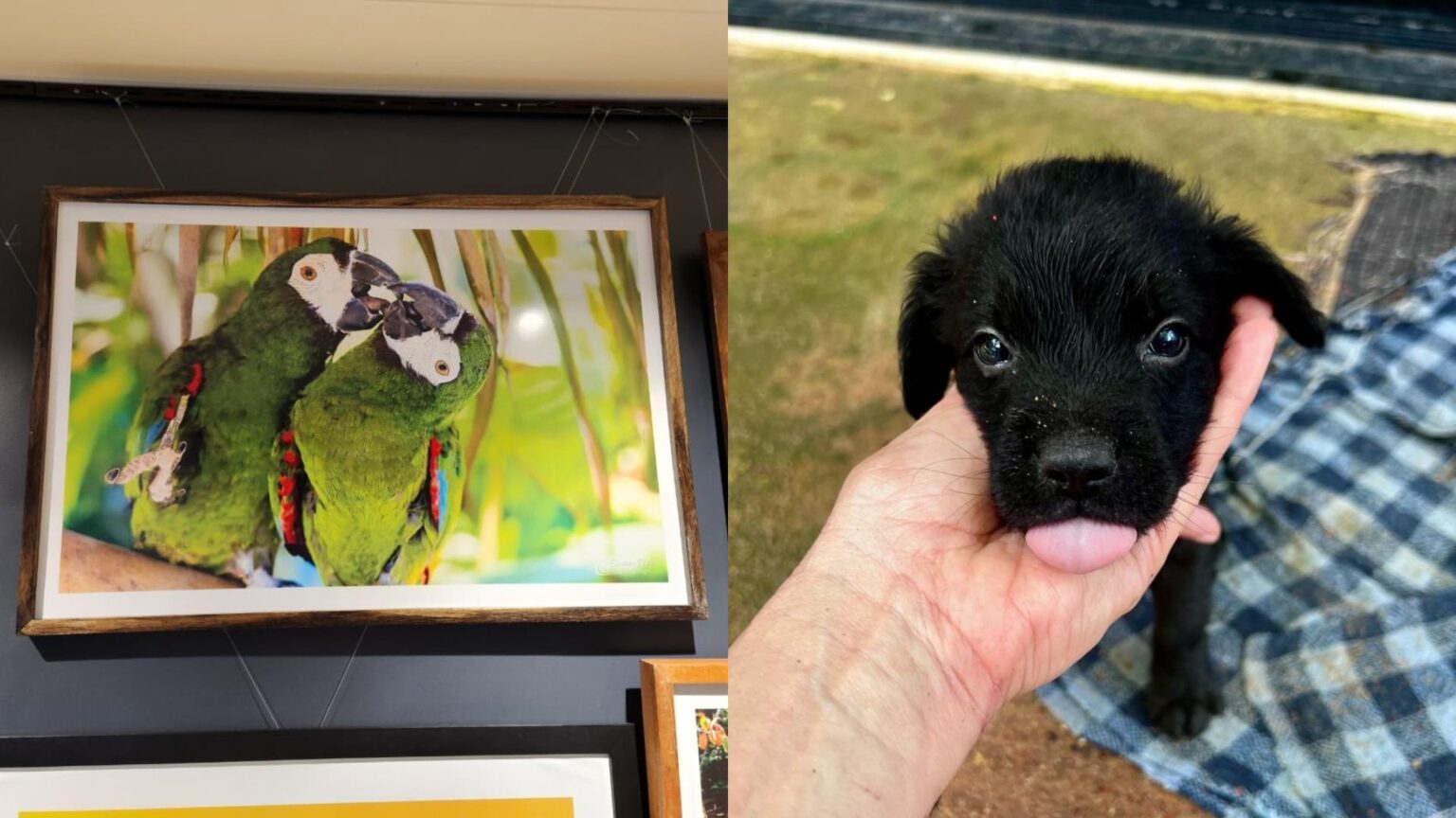 Exposição Fotográfica em Macapá: Arte que Faz a Diferença para Animais Resgatados