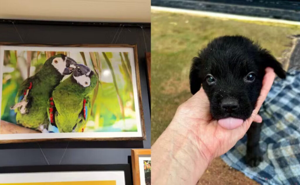 Exposição 'Olhares que Cuidam': Arte em Prol de Animais Resgatados no Amapá