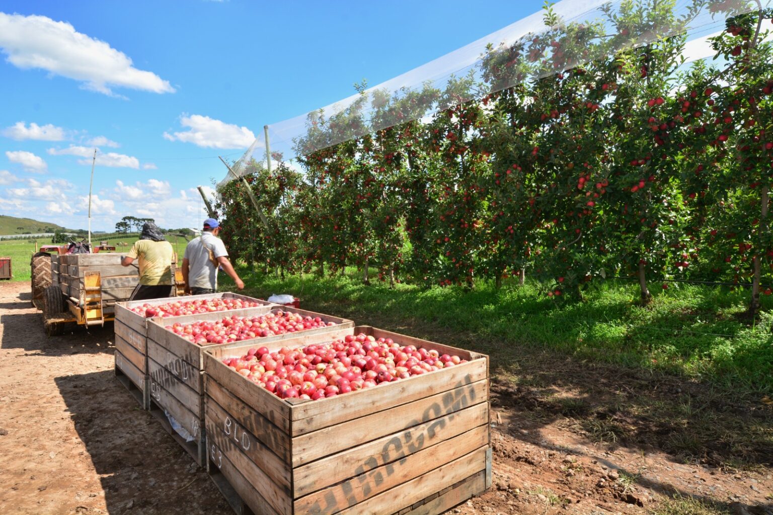 Falta de Mão de Obra na Colheita de Maçã e Desafios do Bolsa Família