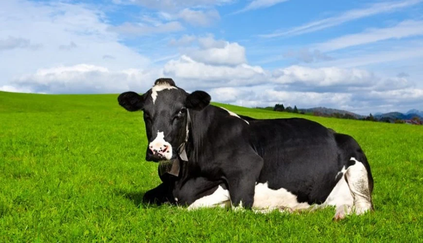 Fazenda Transforma Bem-Estar Animal em Alta Produtividade Fazenda Transforma Bem-Estar Animal em Alta Produtividade