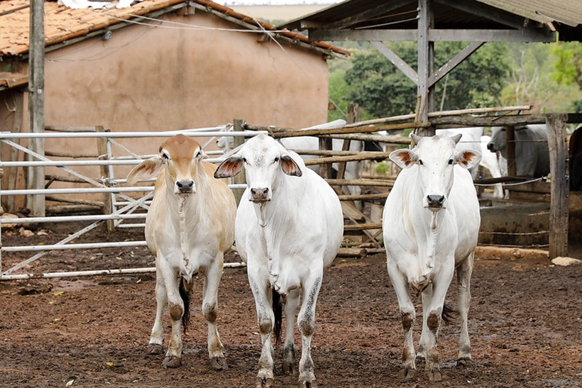 Governo Lança Oficialmente o Plano Clima Após Conflitos com o Agronegócio