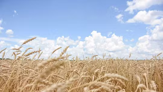 Inadimplência no Agronegócio atinge 7,4% em fevereiro; saiba mais Inadimplência no Agronegócio atinge 7,4% em fevereiro; saiba mais