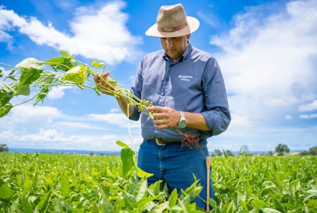 Manejo Biológico de Soja Eleva Produtividade do Milho Safrinha com Nitrogênio Eficiente Manejo Biológico de Soja Eleva Produtividade do Milho Safrinha com Nitrogênio Eficiente