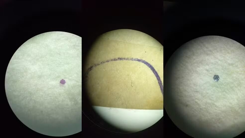 Microplásticos Encontrados em Peixes do Parque Nacional no Amapá: Um Alerta Ambiental