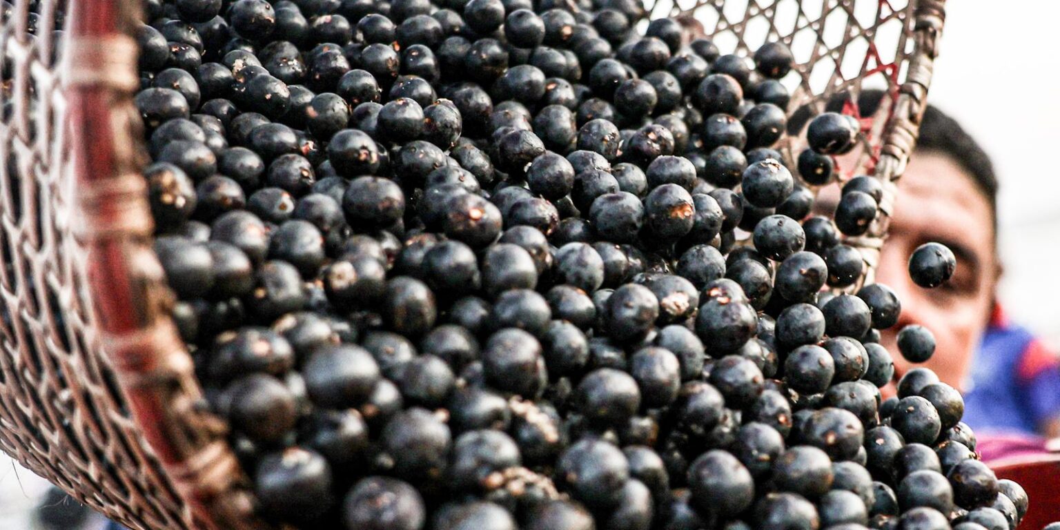 Pará: Líder Absoluto na Produção de Açaí, com 89,5% do Total Nacional