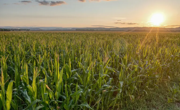PIB e Agronegócio: Setor Cresce 11,7% em 2025