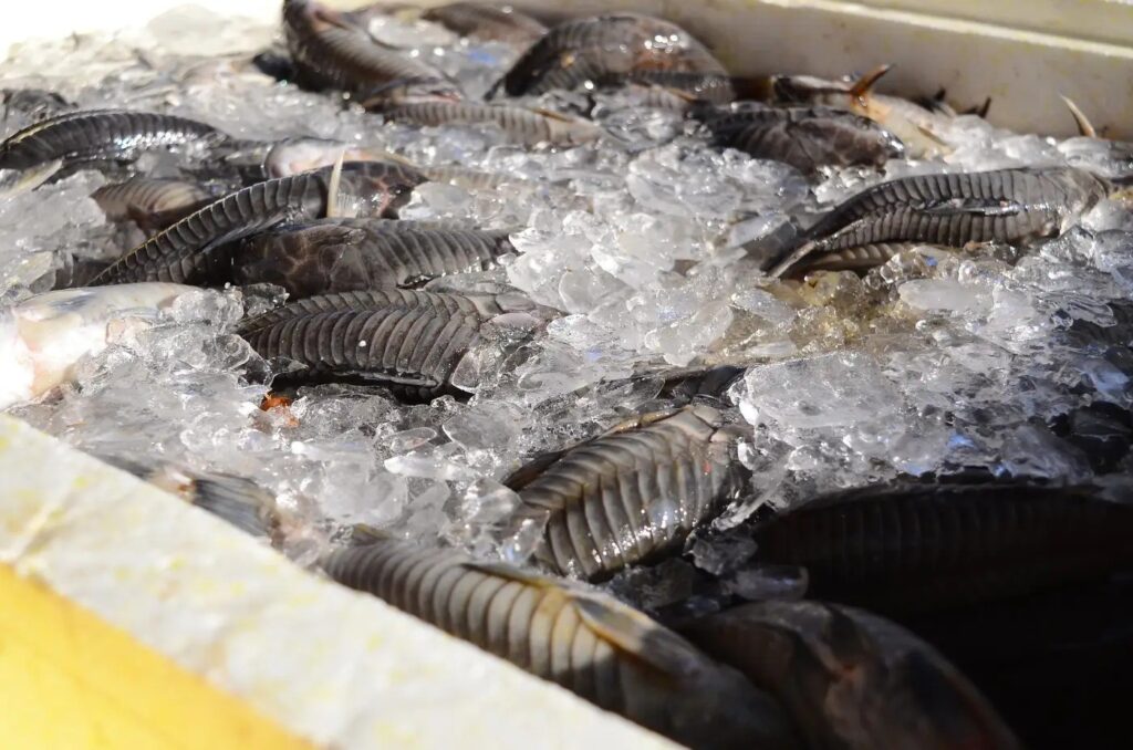 Programa Peixe Popular: Ofertas de Pescado em Sete Municípios do Amapá