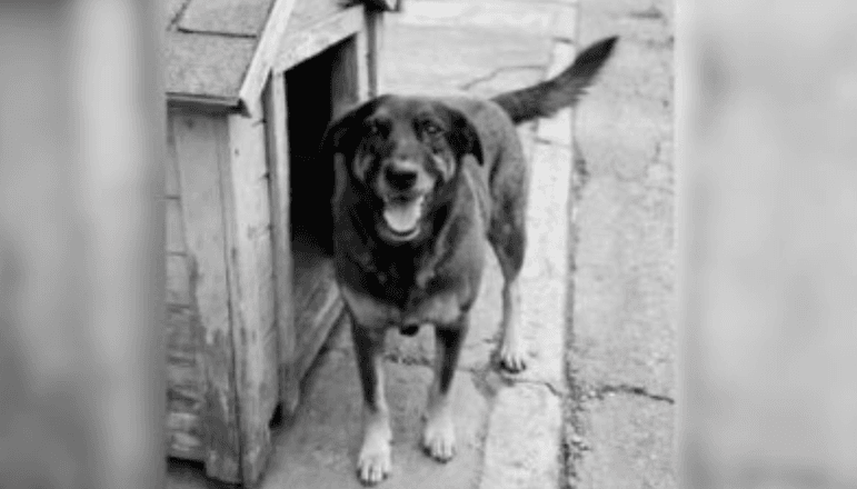 Projeto de Lei que Classifica Maus-Tratos a Animais como Crime Hediondo Avança na Câmara