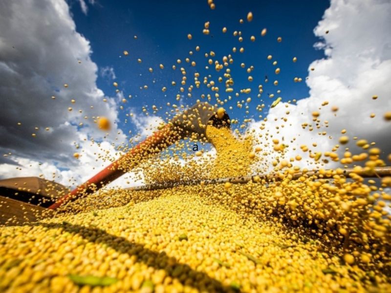 Receita Federal: Nova Regulamentação do OEA Amplia Benefícios Tributários no Agronegócio