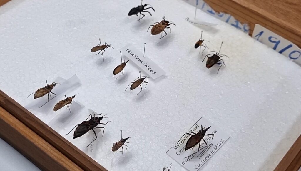 Surto de Doença de Chagas no Amapá: Entenda a Contaminação pelo Barbeiro