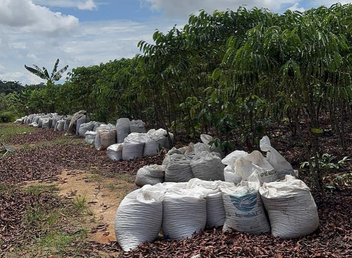AFB Agro: Como a Caficultura Sustentável Está Transformando a Economia da Amazônia