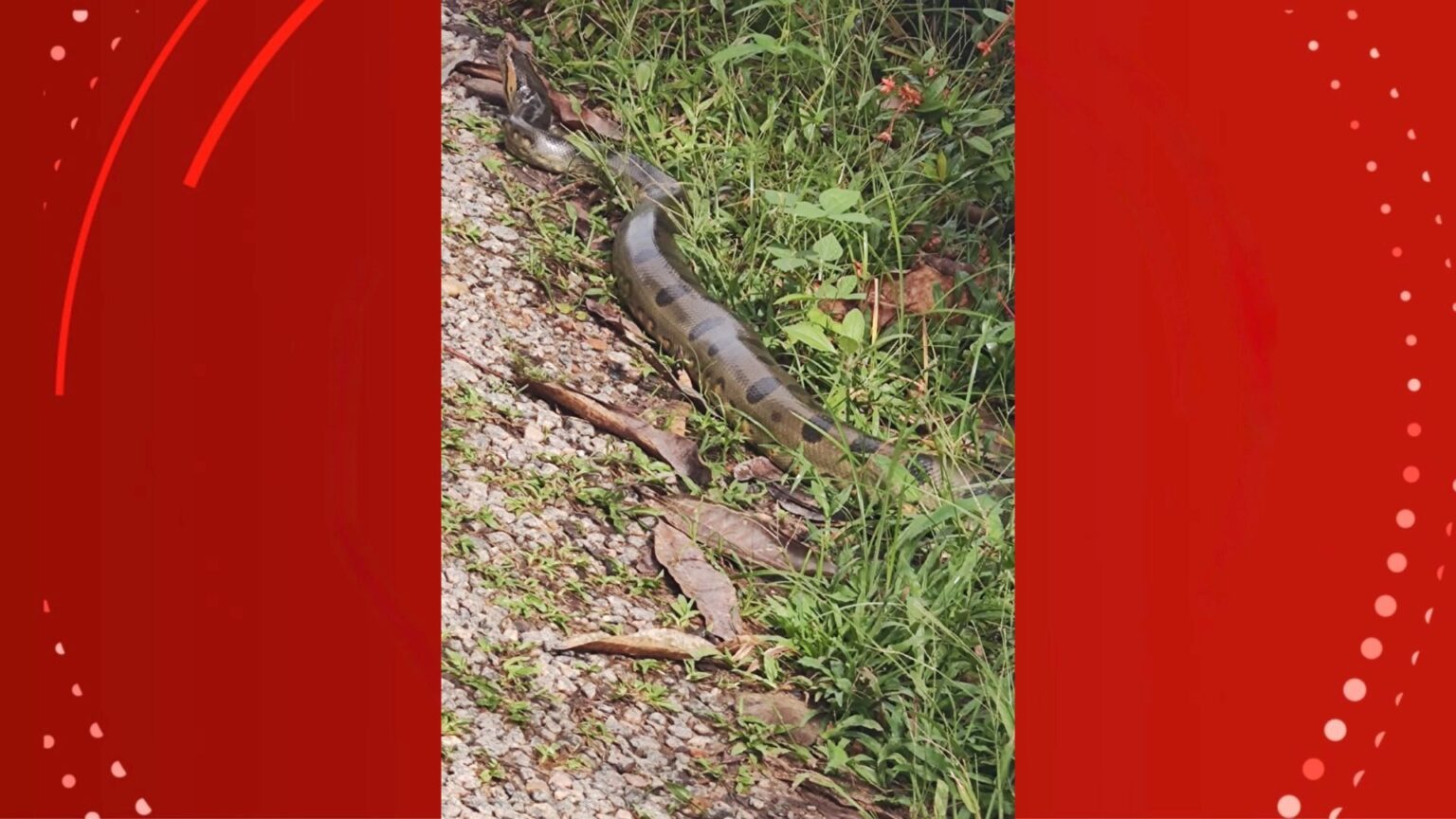 Amapá: 53 Acidentes com Animais Peçonhentos em 4 Meses Levam a Atendimento Urgente