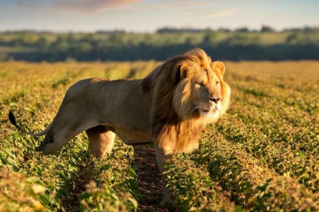 Atenção Produtores Rurais: IR 2026 Aumenta Controle sobre Declarações