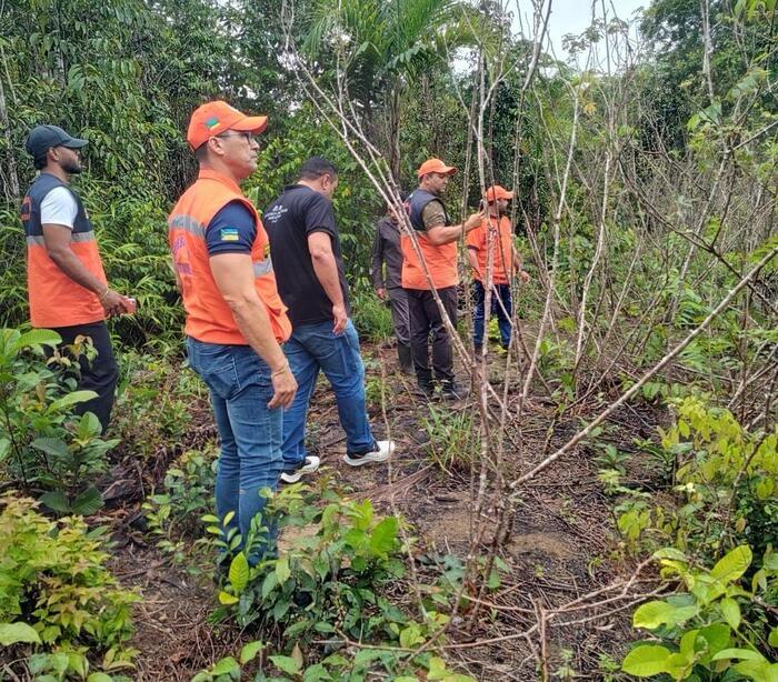 Avanço da Vassoura-de-Bruxa em Santana: Alerta para a Agricultura no Amapá