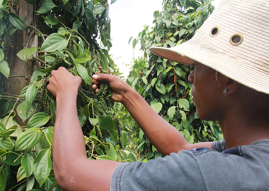 Bactérias Prometedoras Podem Transformar o Cultivo de Pimenta-do-Reino no Brasil Bactérias Prometedoras Podem Transformar o Cultivo de Pimenta-do-Reino no Brasil
