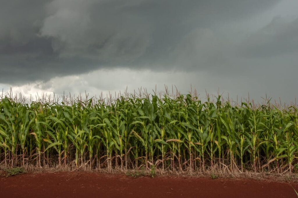 Clima em 2026: El Niño e os Desafios do Agronegócio no Brasil
