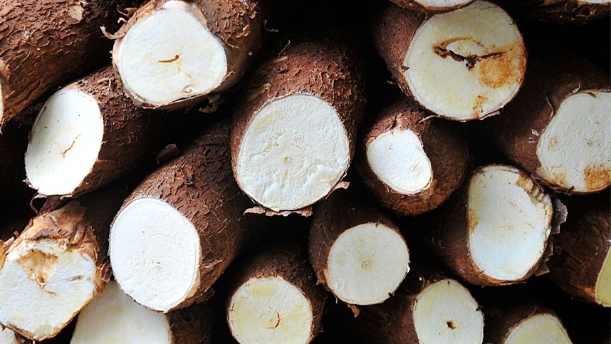 Combate à Vassoura-de-Bruxa da Mandioca no Amapá: Ação Conjunta entre Indígenas e Embrapa