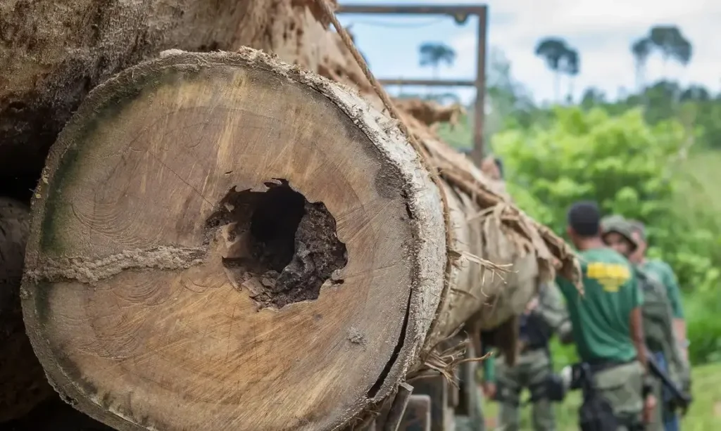 Desmatamento no Brasil: Caminhos Viáveis, Porém Falta Vontade Política, Afirmam Especialistas