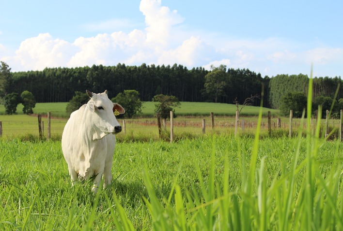 Dicas de Manejo de Pastagens: Reduza Custos e Garanta Ganhos na Pecuária na Seca