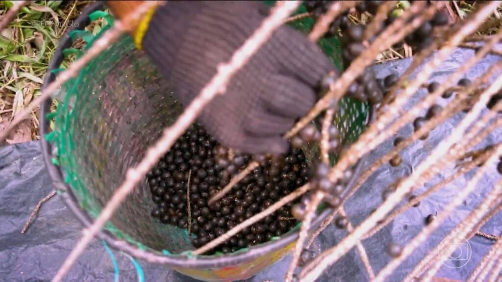 Empreendedor Transforma Resíduos de Açaí em R$ 230 mil com Inovação Sustentável Empreendedor Transforma Resíduos de Açaí em R$ 230 mil com Inovação Sustentável