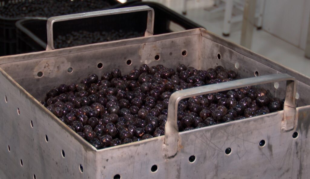 Estudo da Embrapa Garante Açaí Seguro e Prevê Prevenção à Doença de Chagas