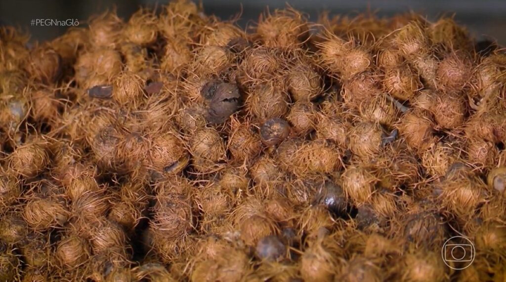 Faturamento de R$ 230 mil: Wesley transforma caroço de açaí em sucesso empresarial