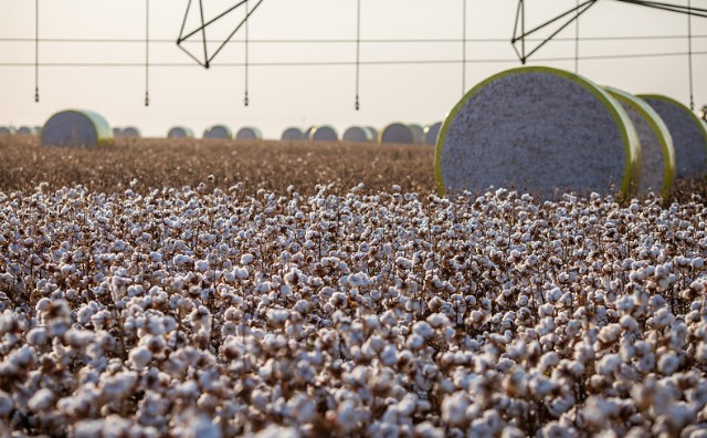 Índia Consolida sua Posição como Destino das Exportações do Agro Paulista