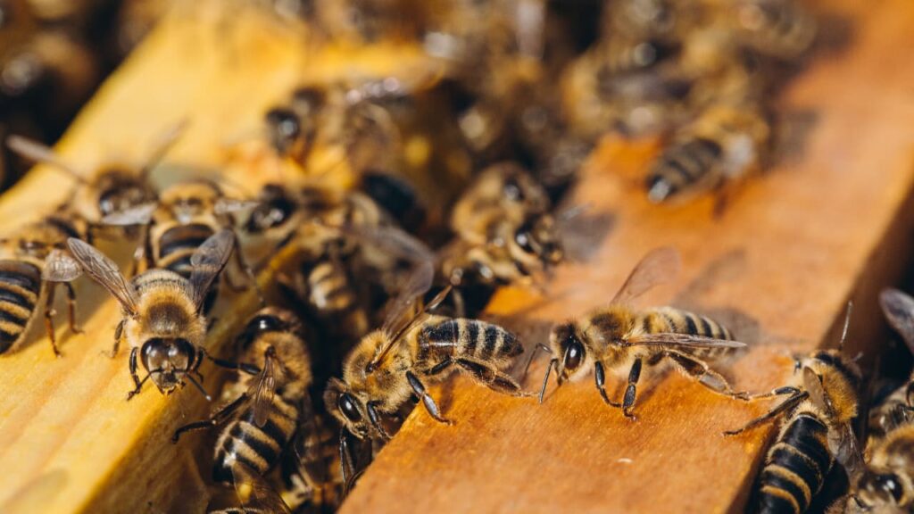 Manejo de Baixo Custo no Amapá Aumenta Produtividade das Abelhas em 2024