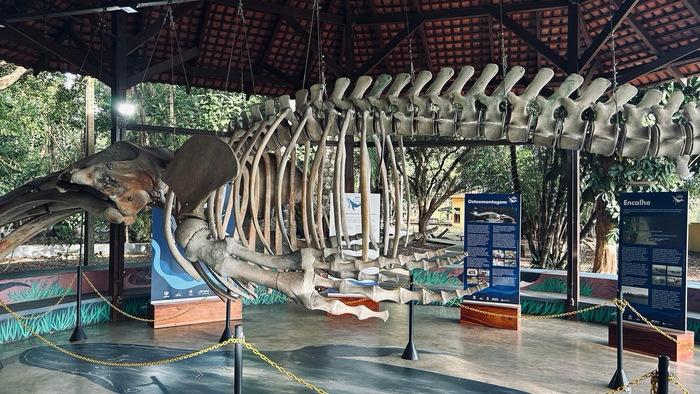 Museu Sacaca Celebra 24 Anos com Programação Cultural Diversificada