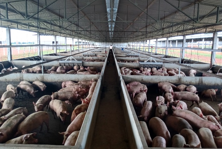 Paraná Registra Recorde na Produção de Carne Suína em 2025